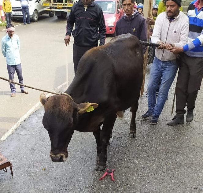 19 unclaimed animals were sent to Bajpur Go Sadan by filling them in four trucks