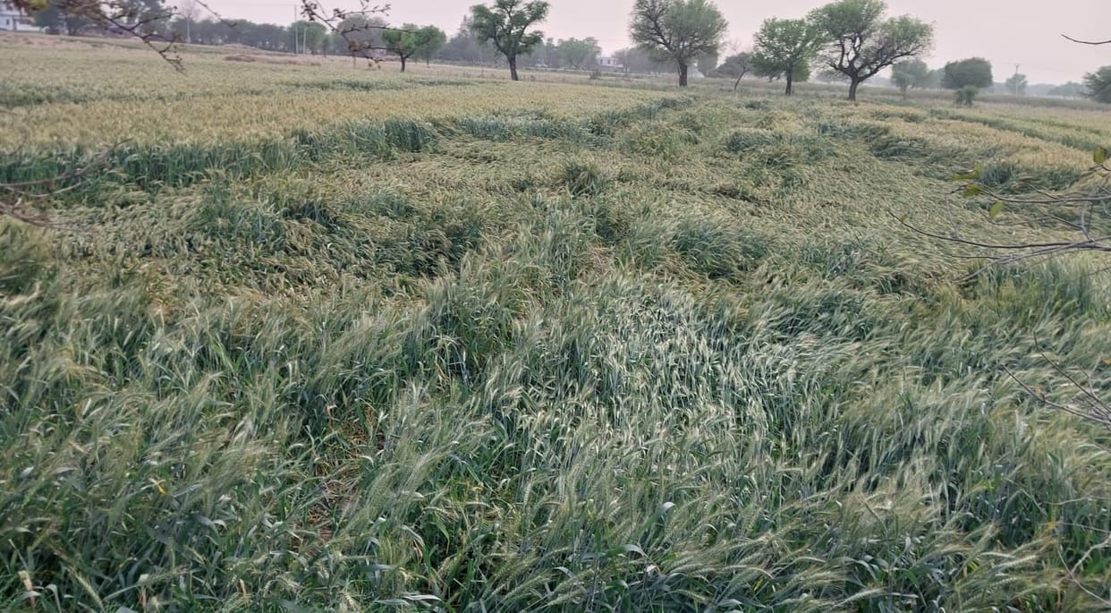 union minister rao indrajit gave instructions complete girdawari of crops in 15 days and send report