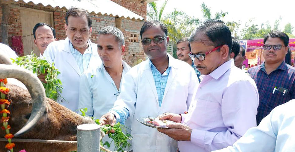 First aarti was performed by buffalo, then treatment was done