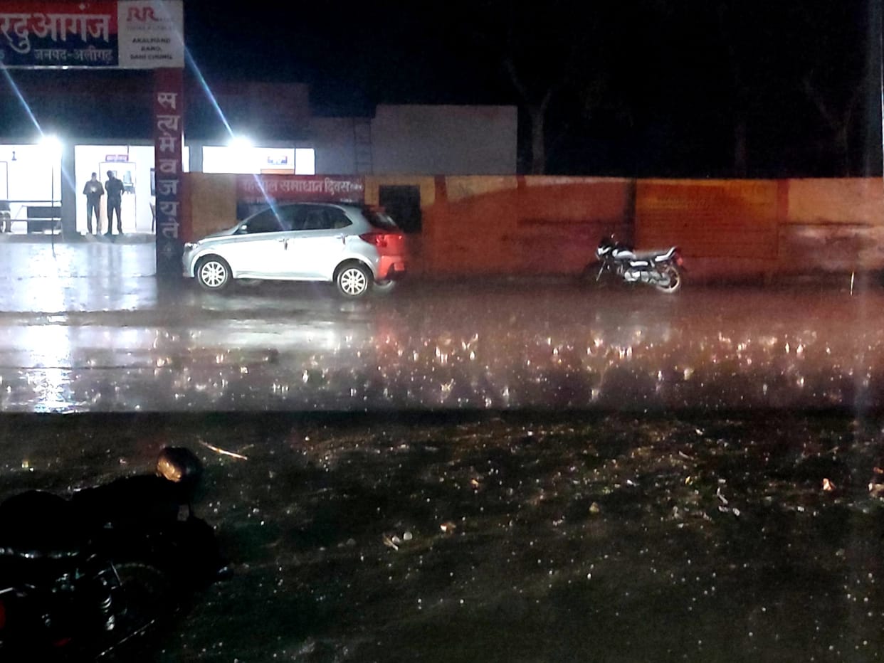 Wheat crop lying due to hail and rain in Aligarh