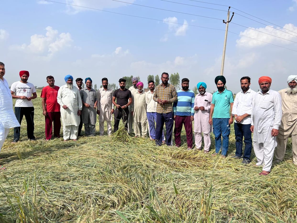 Hailstorm affected six villages of Ratia, damage to wheat crop in two thousand acres
