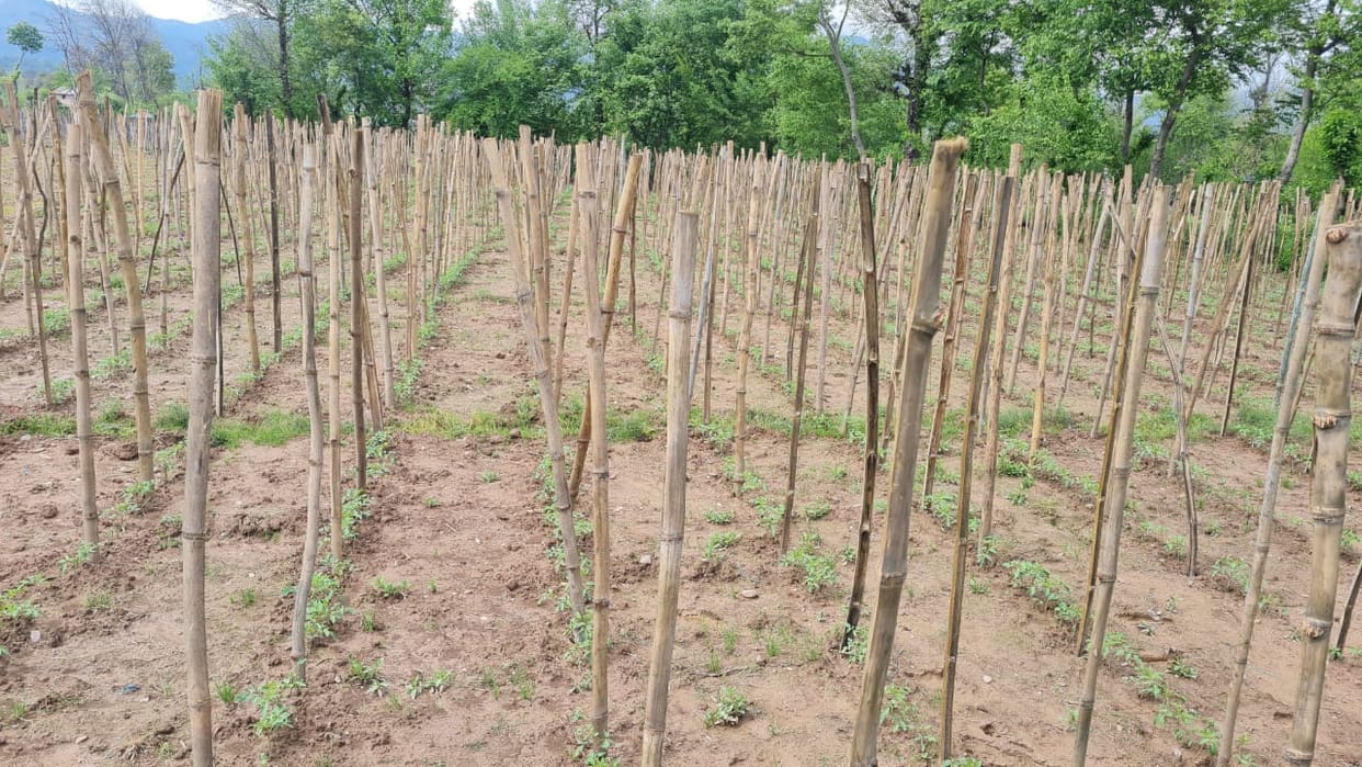Farmers gear up for tomato crop worth 500 crores