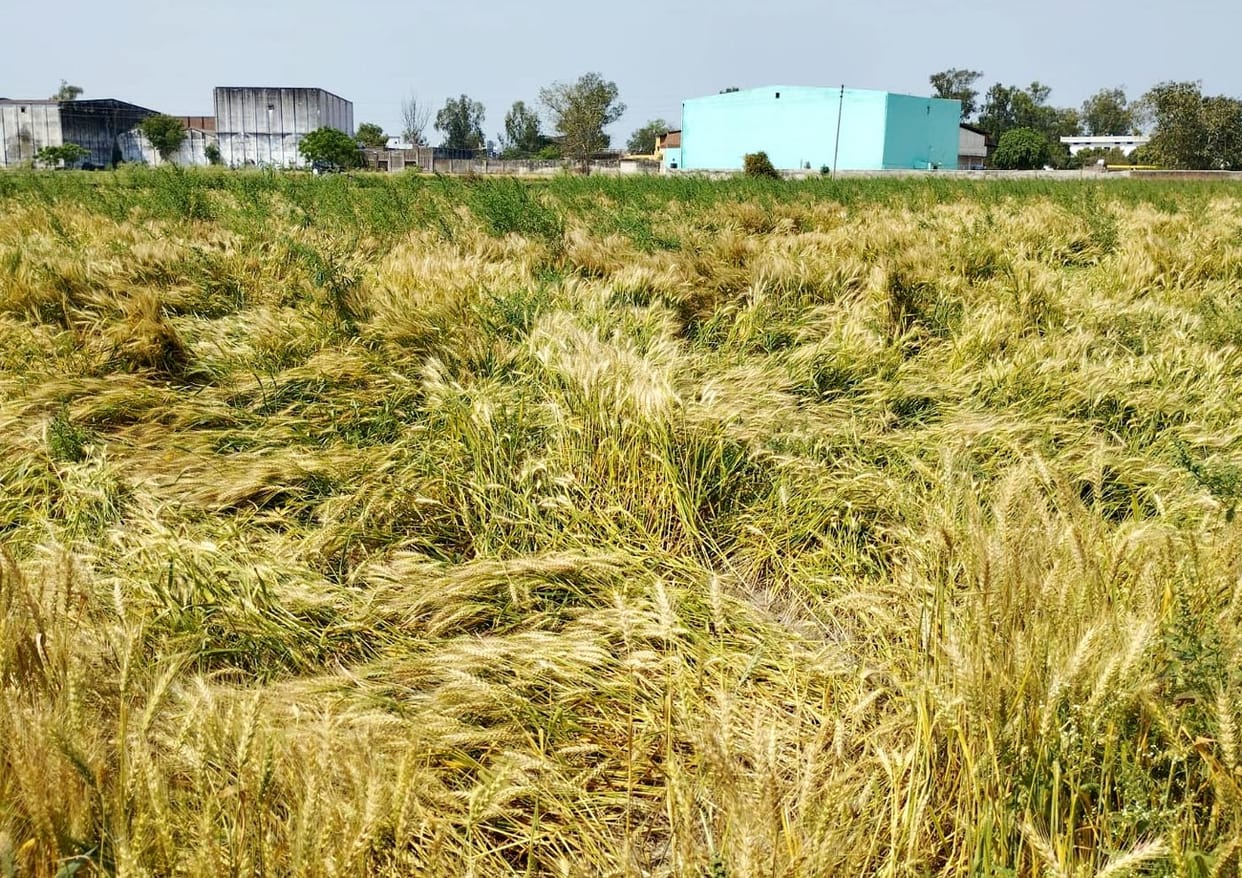 Farmers in crisis, give up double income, cost is a big deal