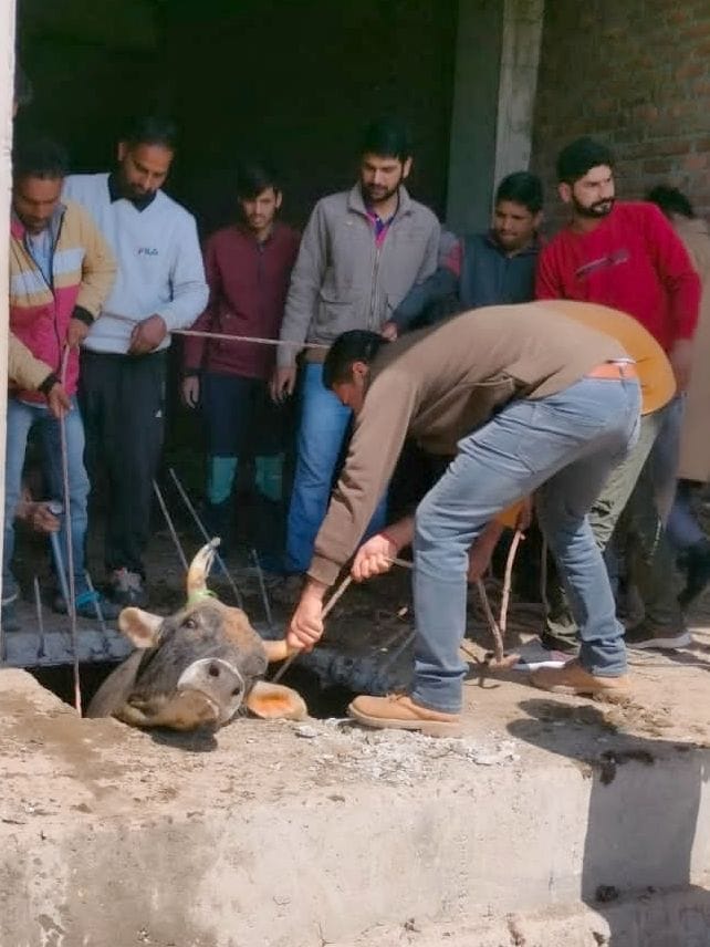 Bull pulled out of septic tank after hard work