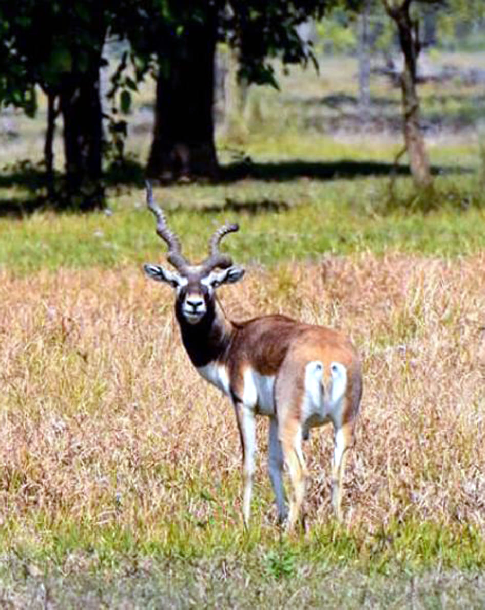 Number of black bucks increased in Nepal's Shuklaphanta Park