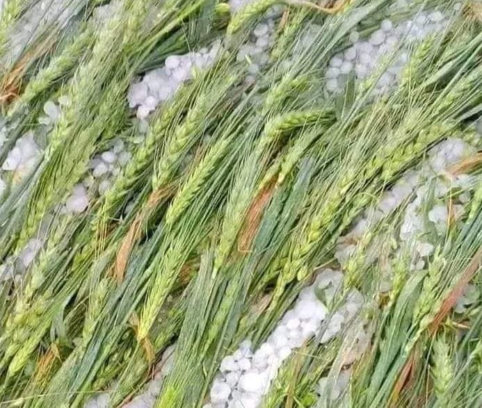 Hailstorm in Shama, Leti, damage to agriculture