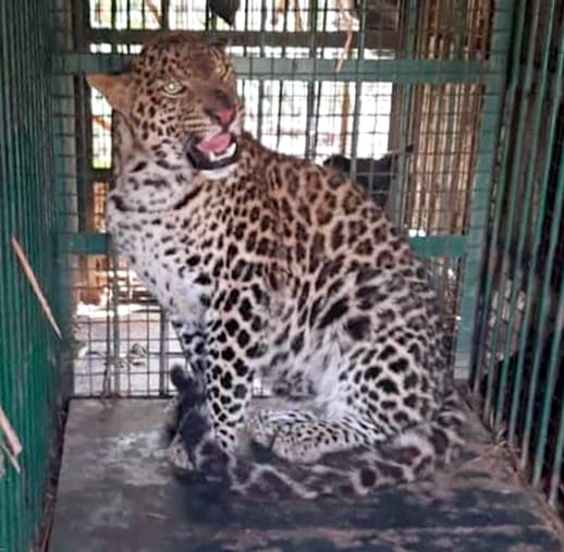 Guldar roaming in Haidarpur trapped in a cage