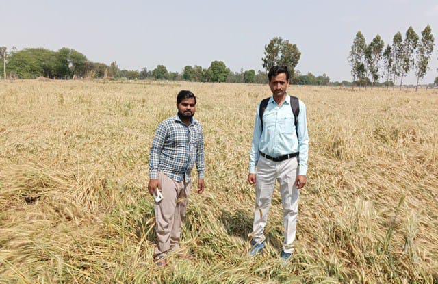 Only 15 percent loss, three thousand farmers are affected
