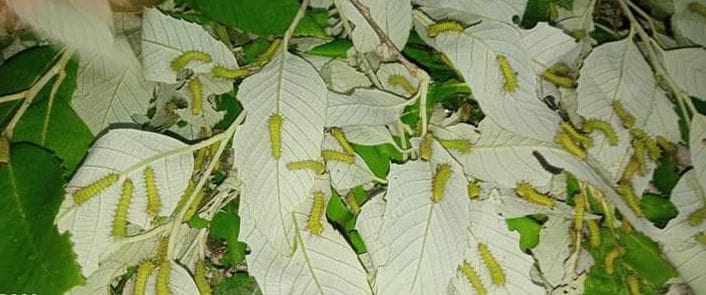 Oak Tussar silk will increase farmers' income
