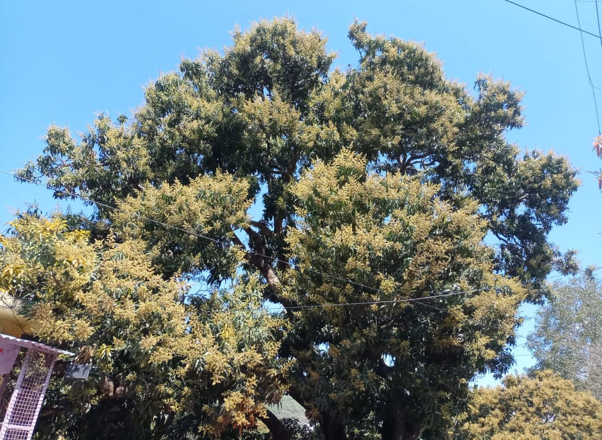 Mor Baur of Mango Tree