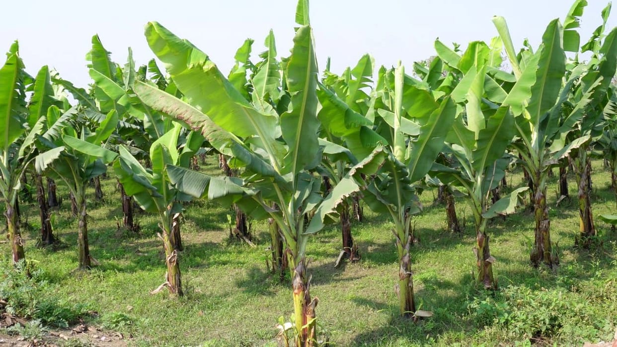 Ambedkar Nagar is becoming the hub of banana cultivation from Israeli plant