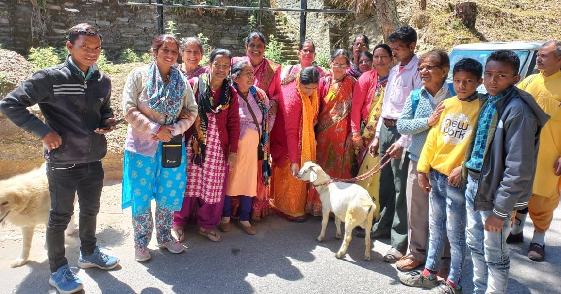 11 goats brought back for sacrifice in Chitai temple