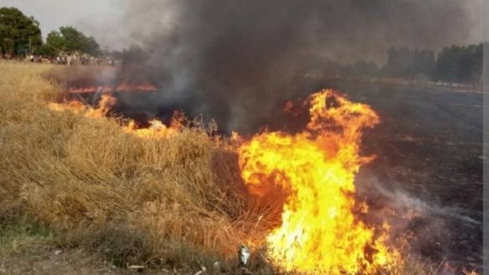 Four bighas of wheat crop destroyed by fire in two areas
