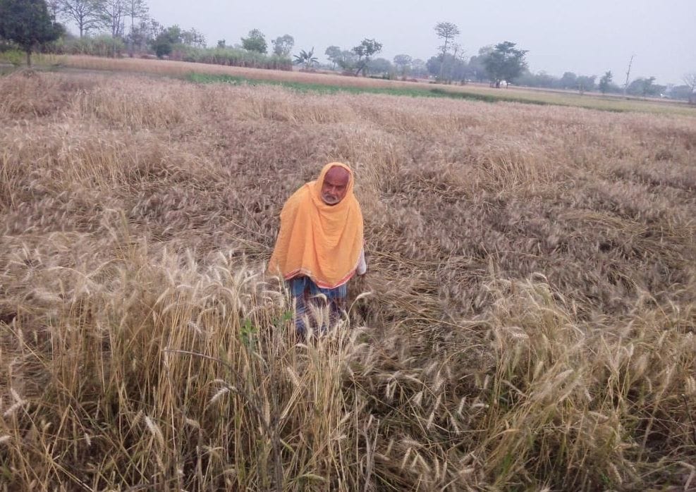 Wheat earrings started turning black, grains became weak