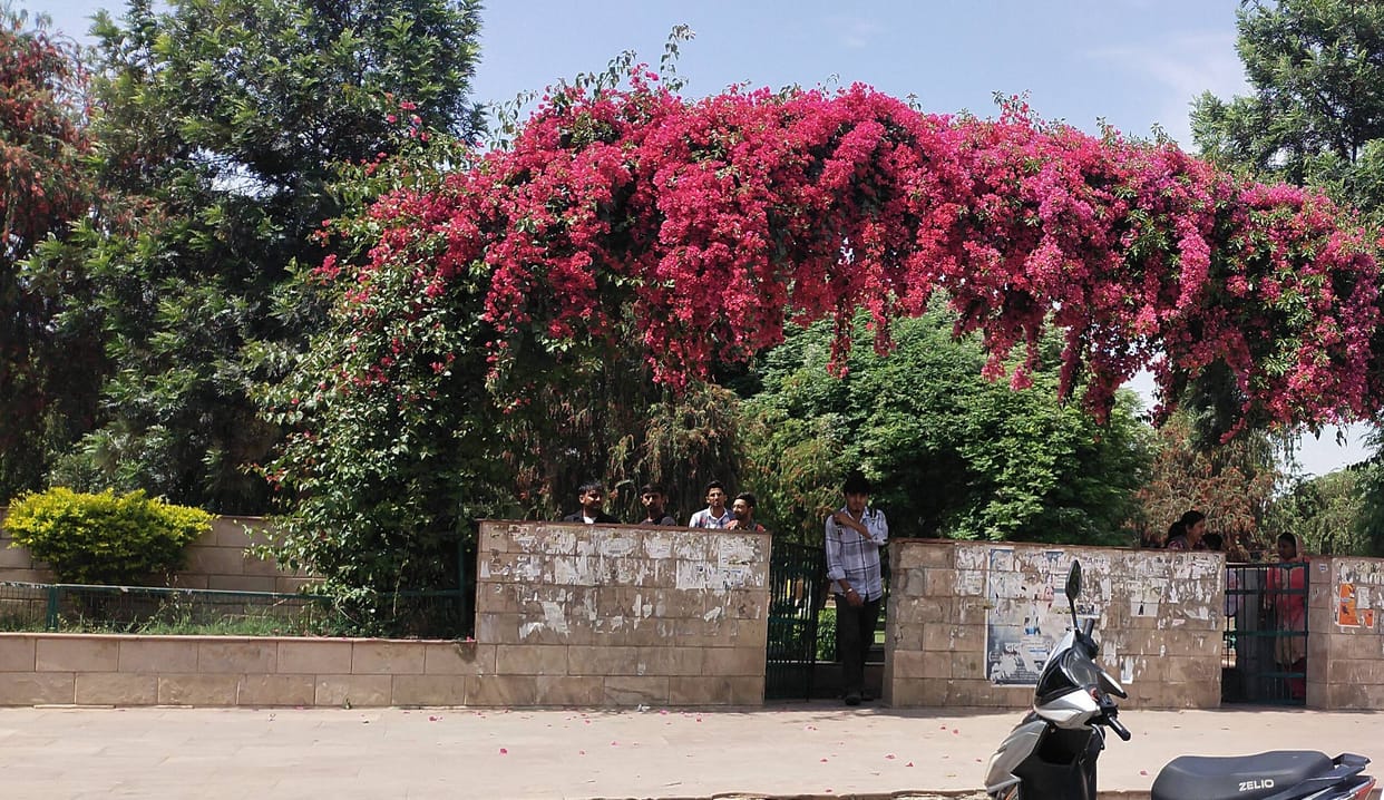 30 organizations applied for adoption of 20 parks and 8 green belts of the city