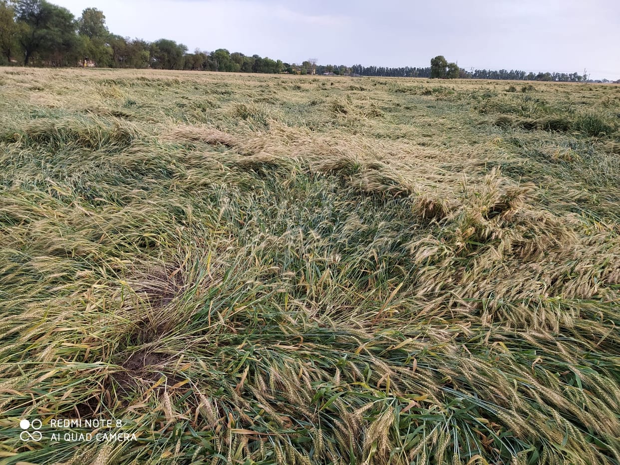 15 mm of rain in Sirsa: Crops lying on the ground, water accumulated up to two feet in the city