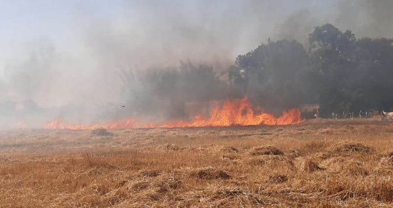 Five bighas of wheat crop destroyed due to fire