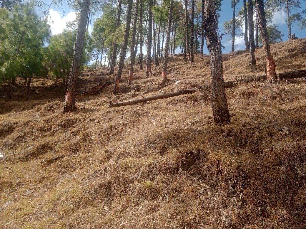 Illegal exploitation of Lease in Jageshwar