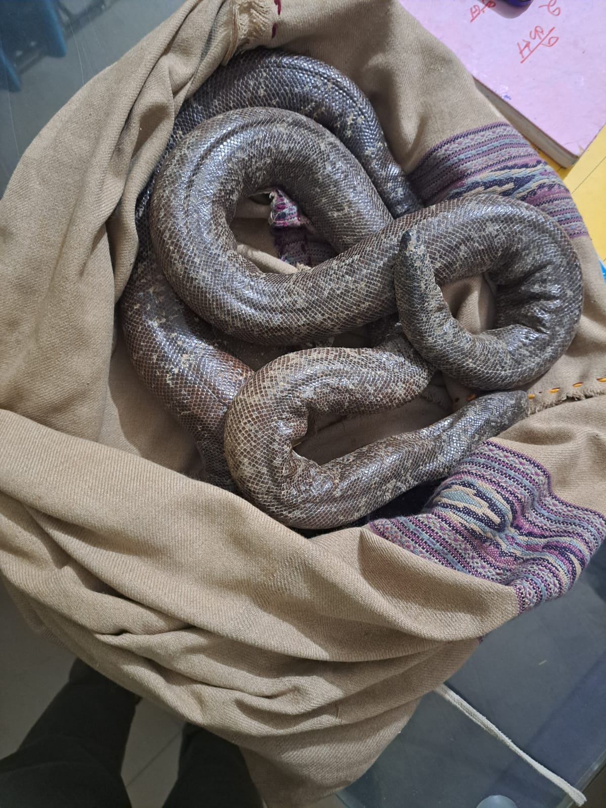 Three smugglers arrested for bargaining to sell rare snake for one crore