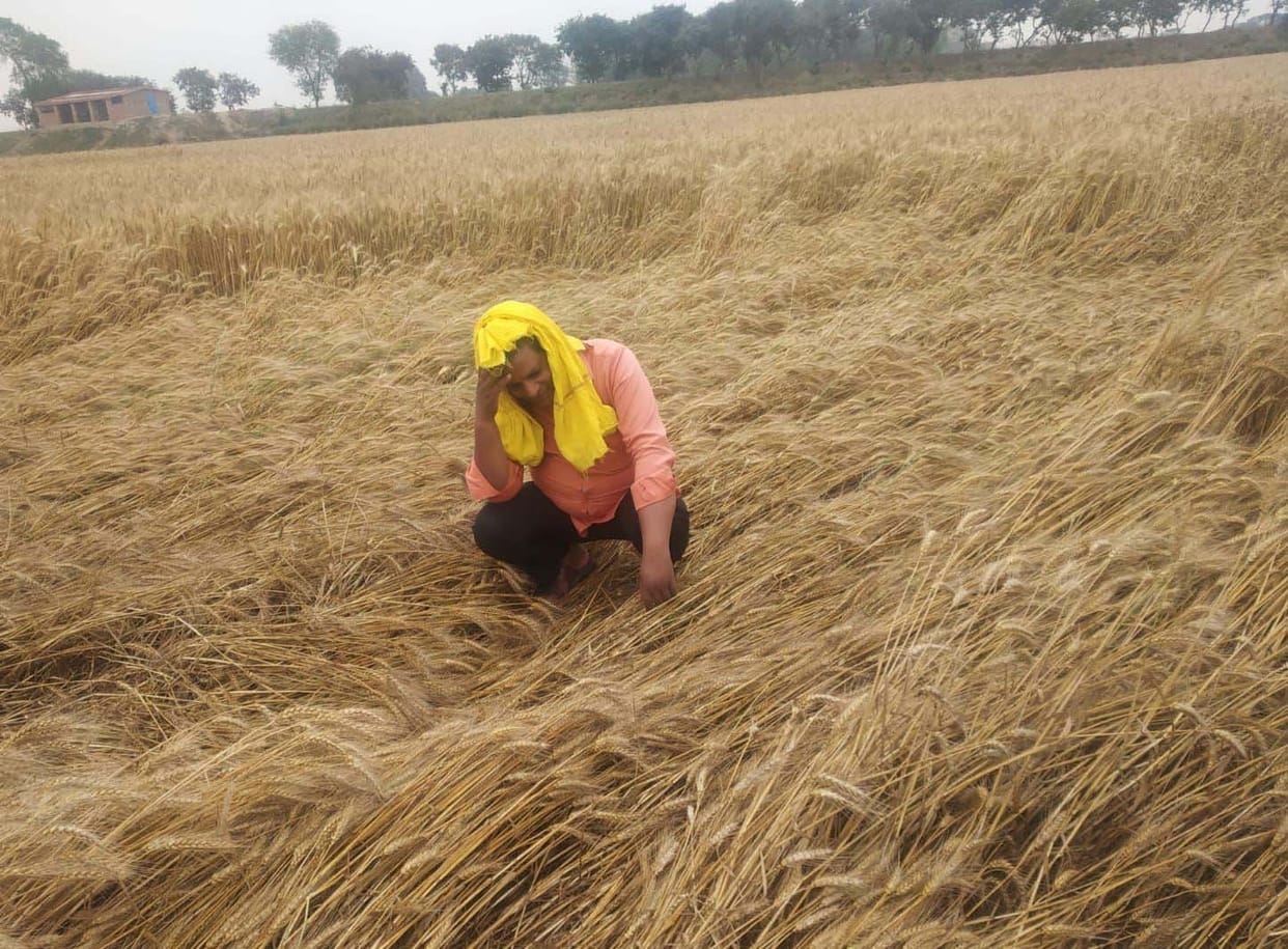 Jhajjham rain watered the hopes of the farmers