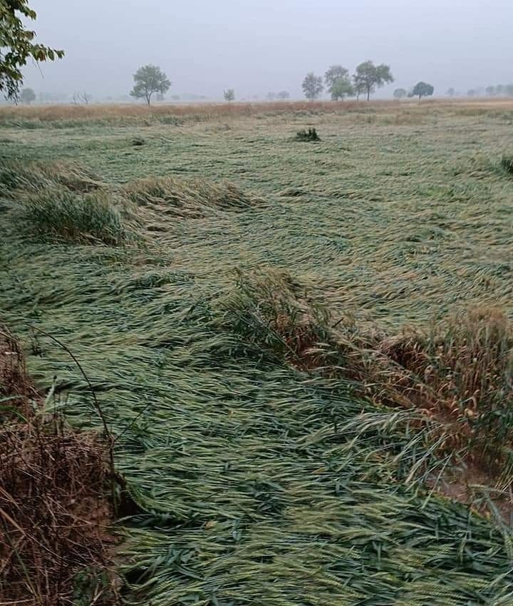 Crop damaged due to 15 minute hailstorm