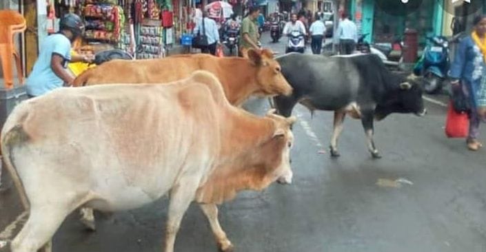 Panic among people due to monkey attack, farmers upset