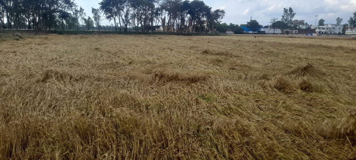 Increased destruction of crops due to torrential rains and hailstorm