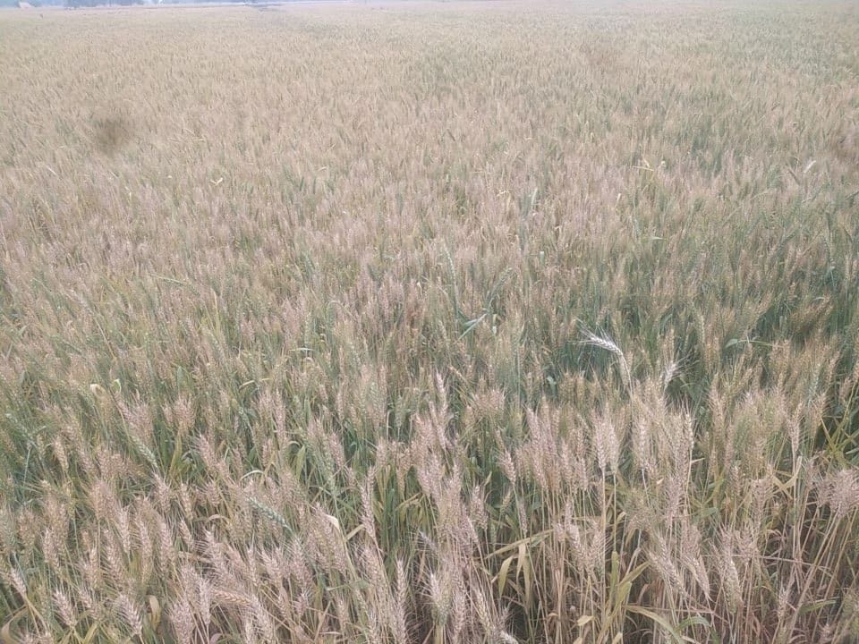 Bad weather stopped the work of harvesting wheat, the crop is ready after ripening on about two lakh acres in the district