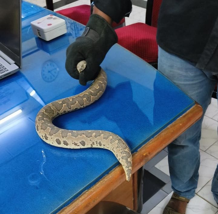Rare species of snake found