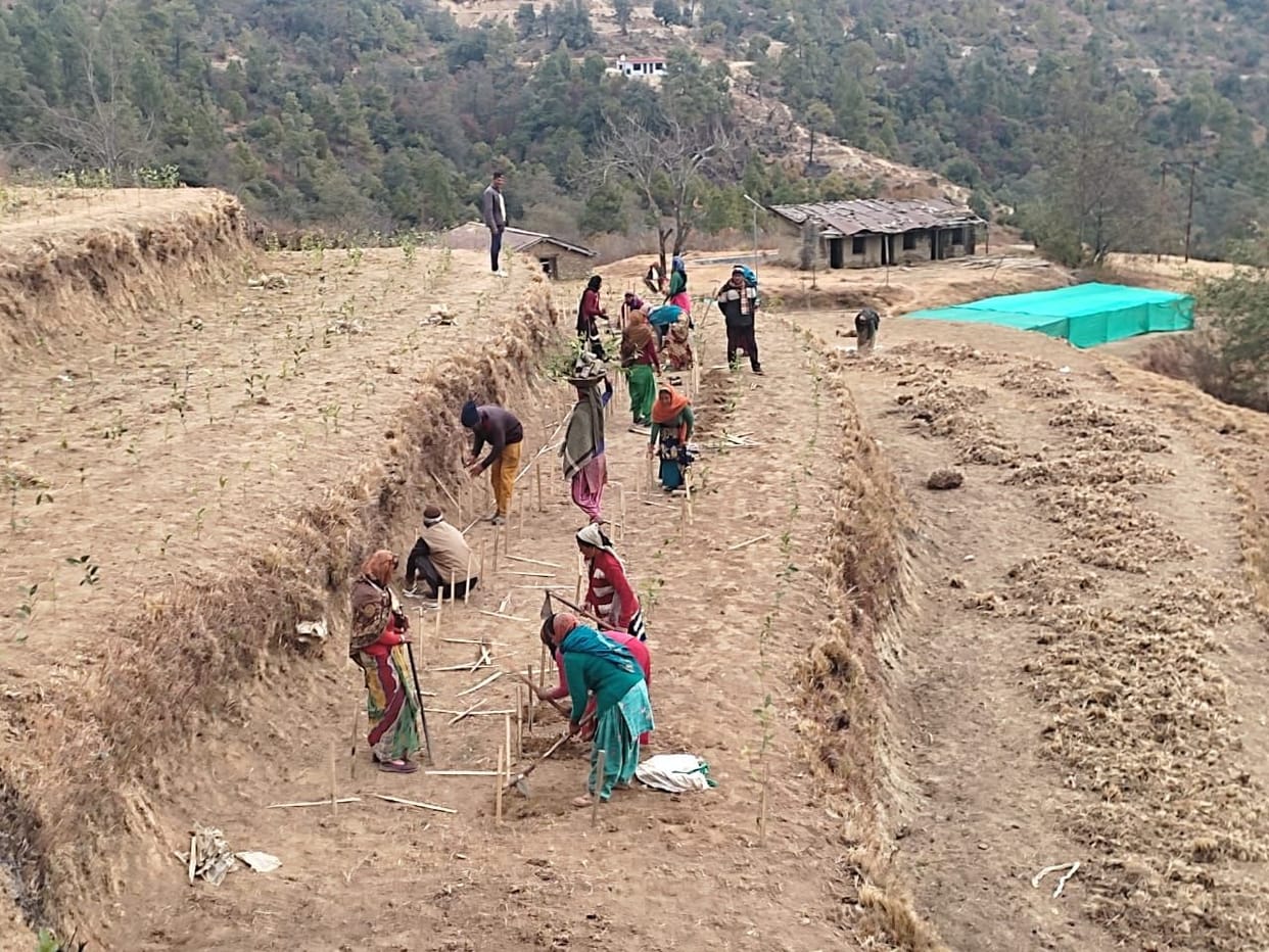 Apart from providing employment, the tea garden will also attract tourists