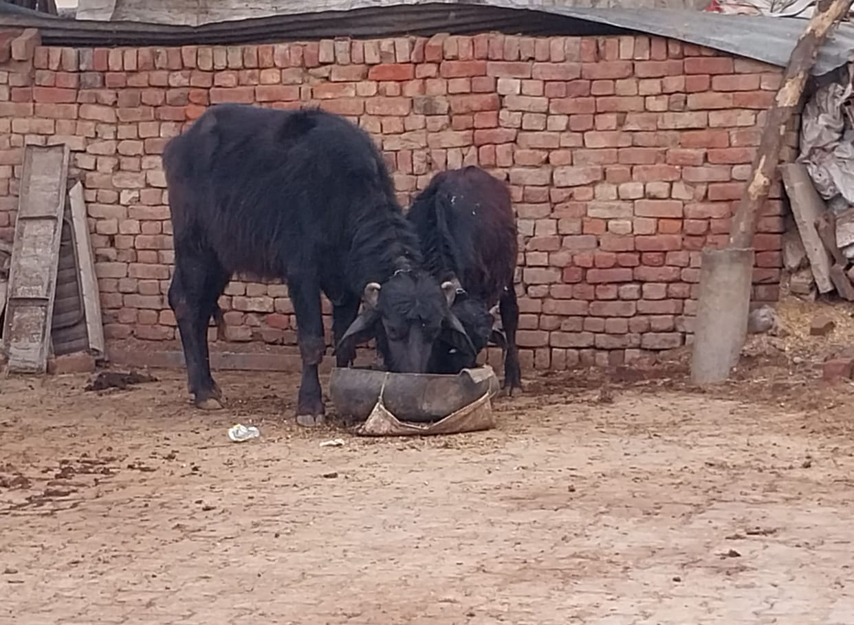 Public health department will give notice to those who keep animals in the city, survey started