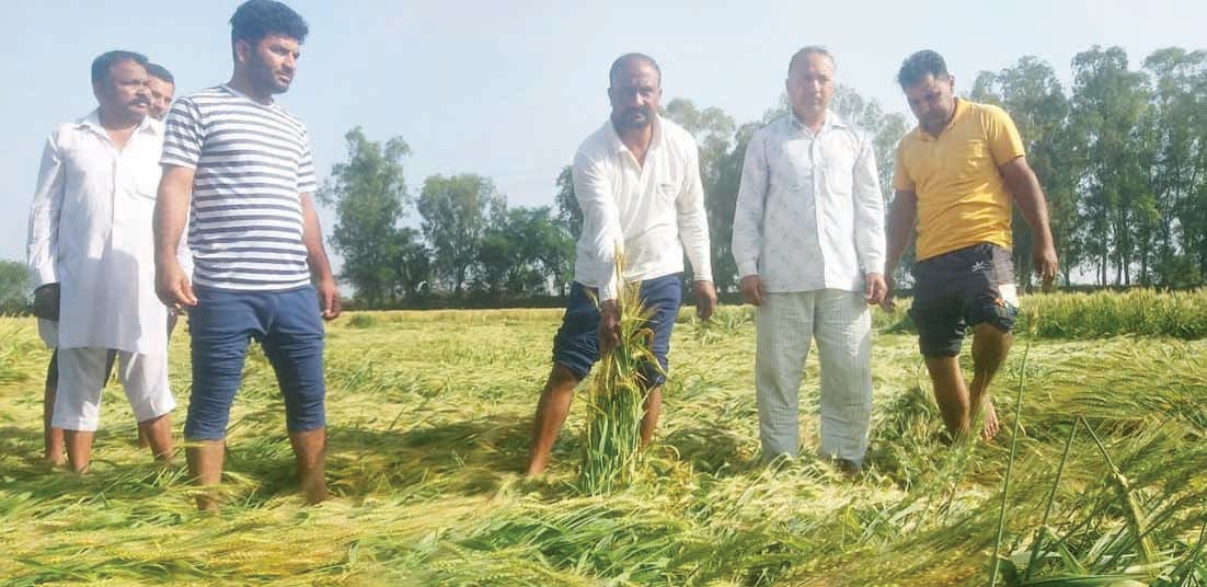 Five mm of rain in the city, water is not drying in the fields for two weeks