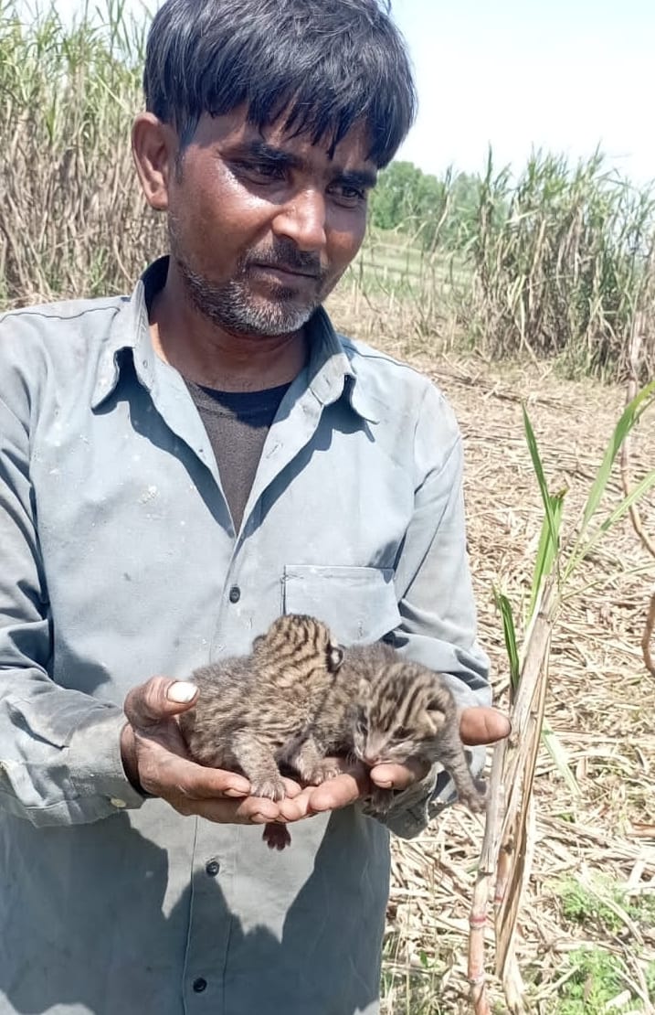 Panic after finding Guldar's cub in the sugarcane field