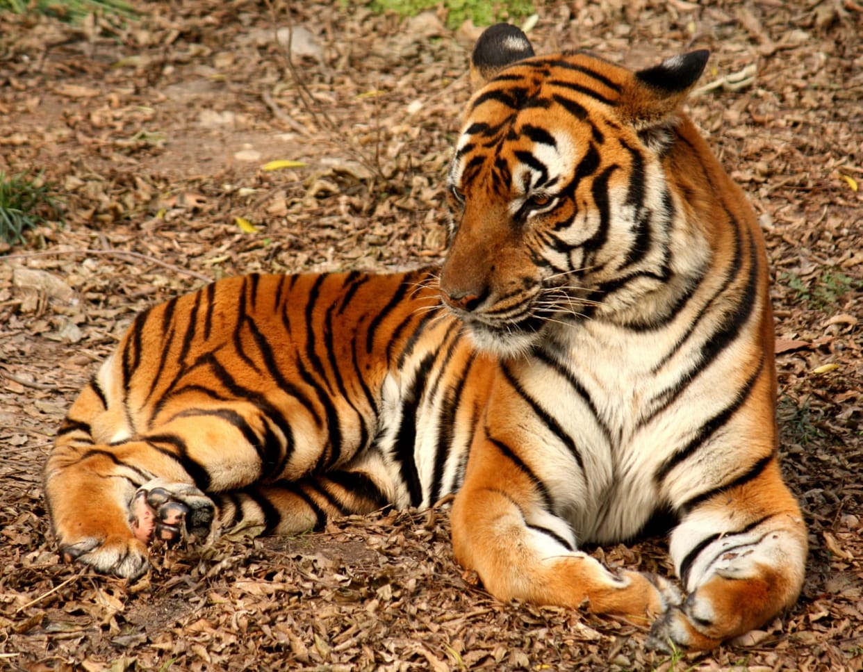 The previous result did not come... now the tigers will be counted again