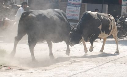 Baghpat News: छुट्टा गोवंश खेतों में फसल कर रहे बर्बाद, अब तक कई लोगों को उतार चुके हैं मौत के घाट The stray cattle are ruining the crops in the fields