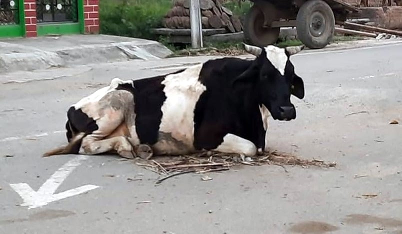 Eight thousand cattle reached Gaushala in the district, hundreds on the roads