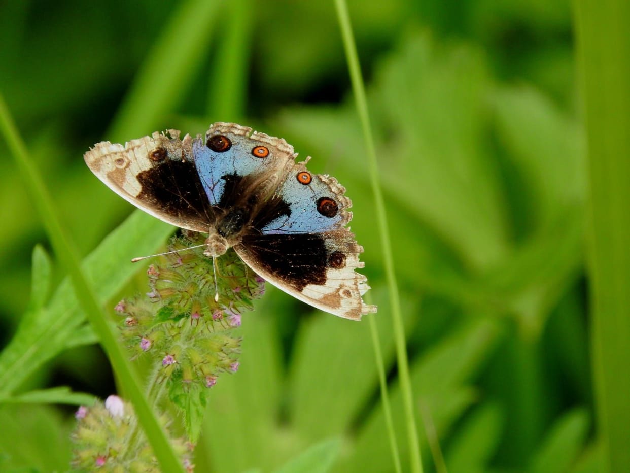 World of Pansy Butterflies