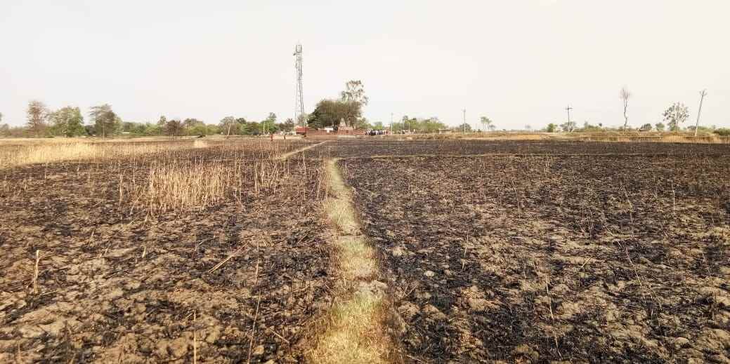 25 acres of wheat crop burnt in kushinagar