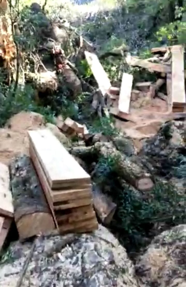 Tree Cut in Daula Kapkot