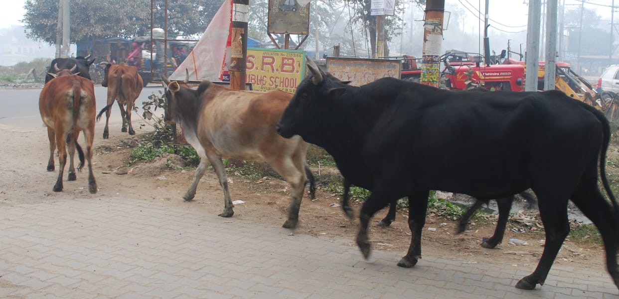 Flaws found in cowsheds, cattle roaming on the streets