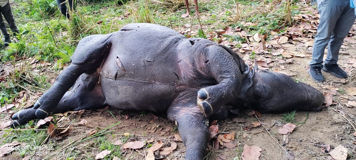 Rhinoceros Napoleon was angry... killed the cub