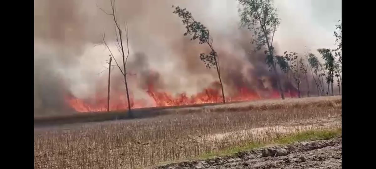 60 bighas of wheat crop burnt of Majhaua Jagat village