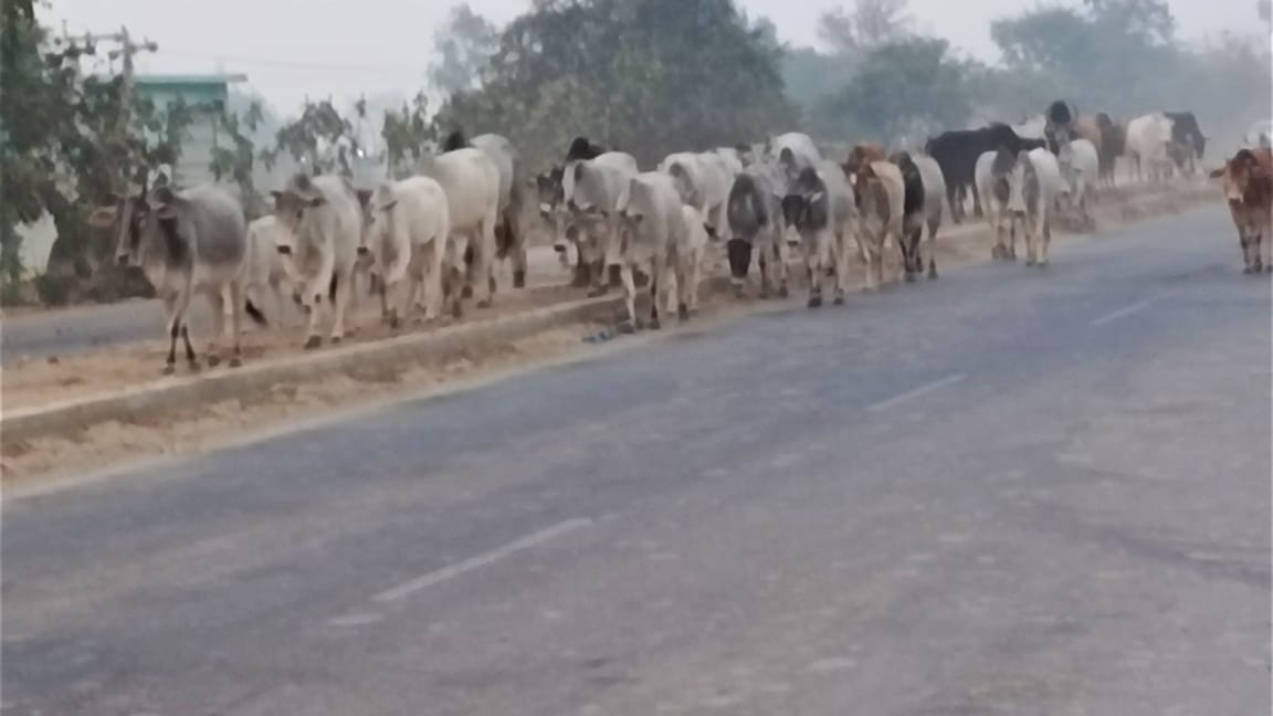 Claims to catch cattle more than the target but herds walking on the road