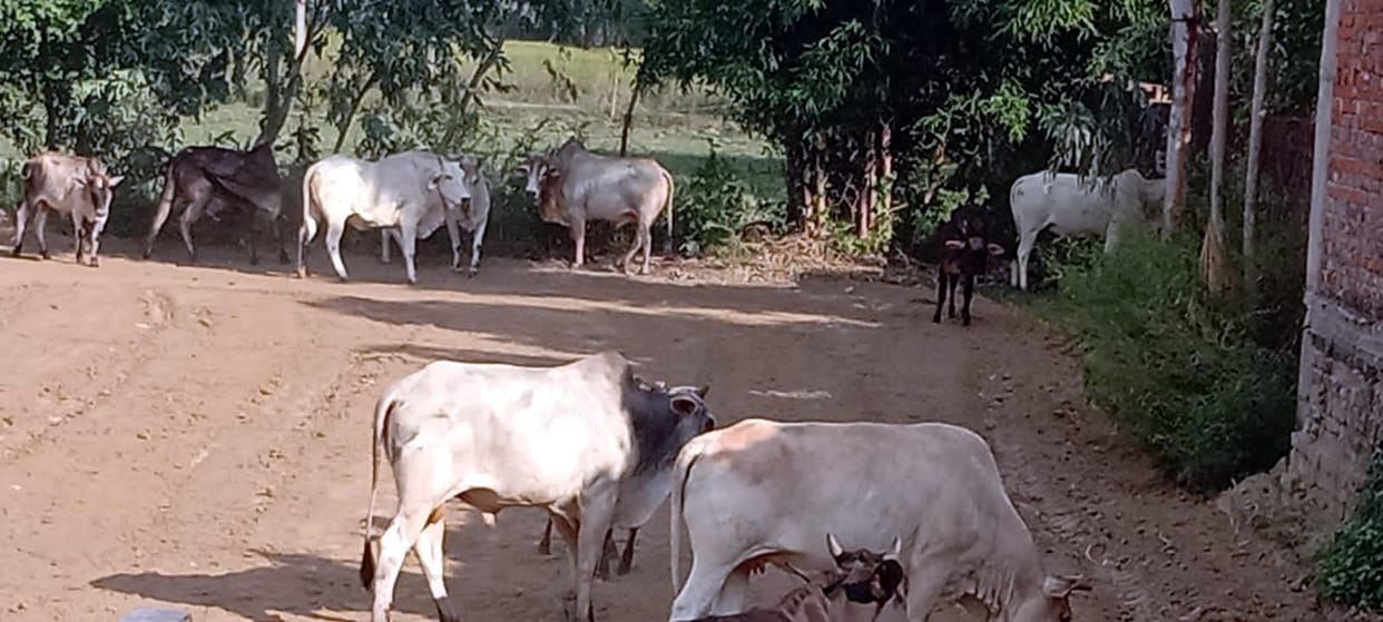 More cattle than capacity in gaushalas, outside also full