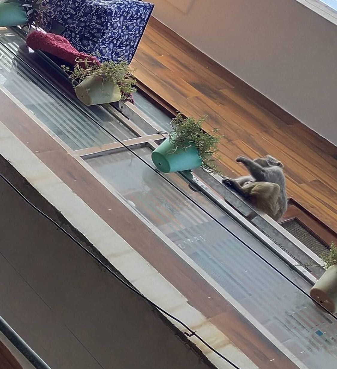 Agency ready to catch a monkey from the city for Rs 2150