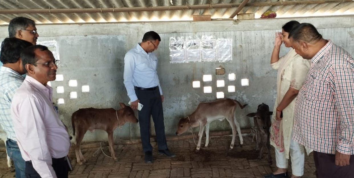 cow amethi ill sun gosala