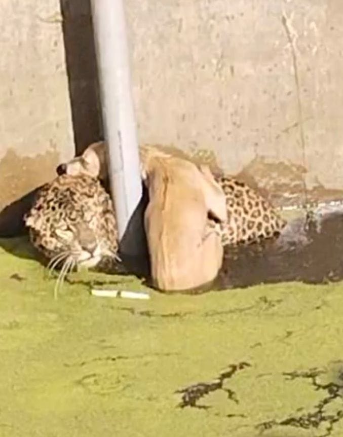 Leopard Fall in Tubewell in Jaspur