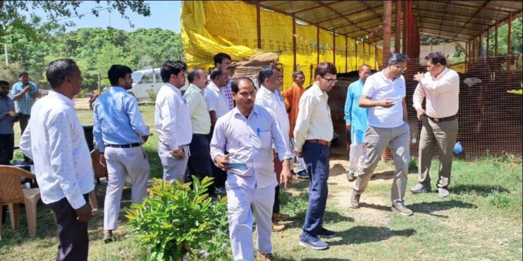 Instructions for cultivation of bamboo around the cow sanctuary