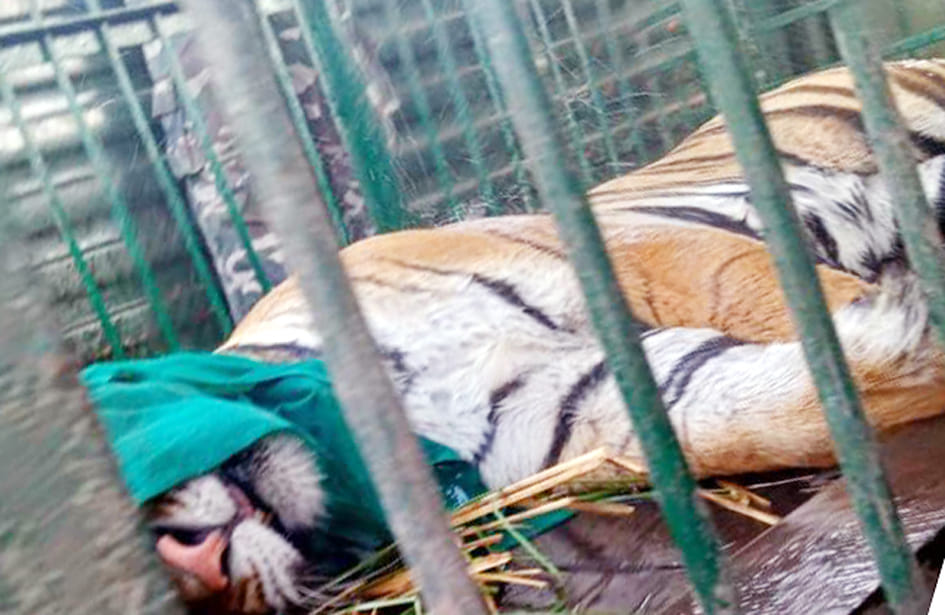 Tigress imprisoned in cage with radio collar
