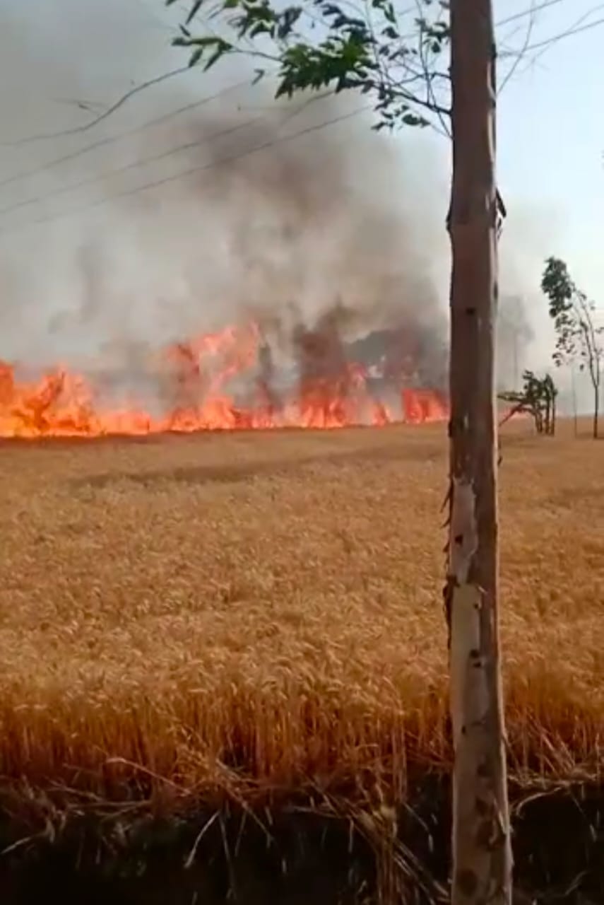 fire in wheat crops